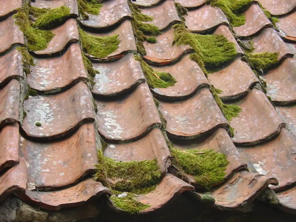 Moss growth on asphalt roof shingles before a professional soft wash