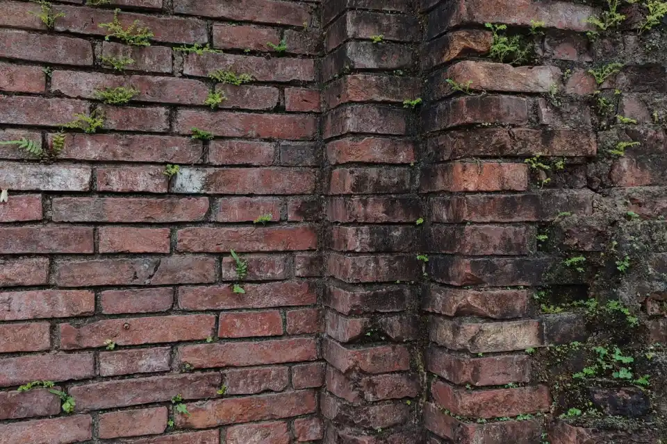 Brick wall overgrown with ivy and moss