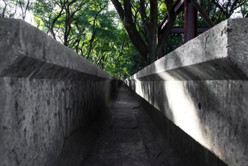 Concrete pathway surrounded by greenery