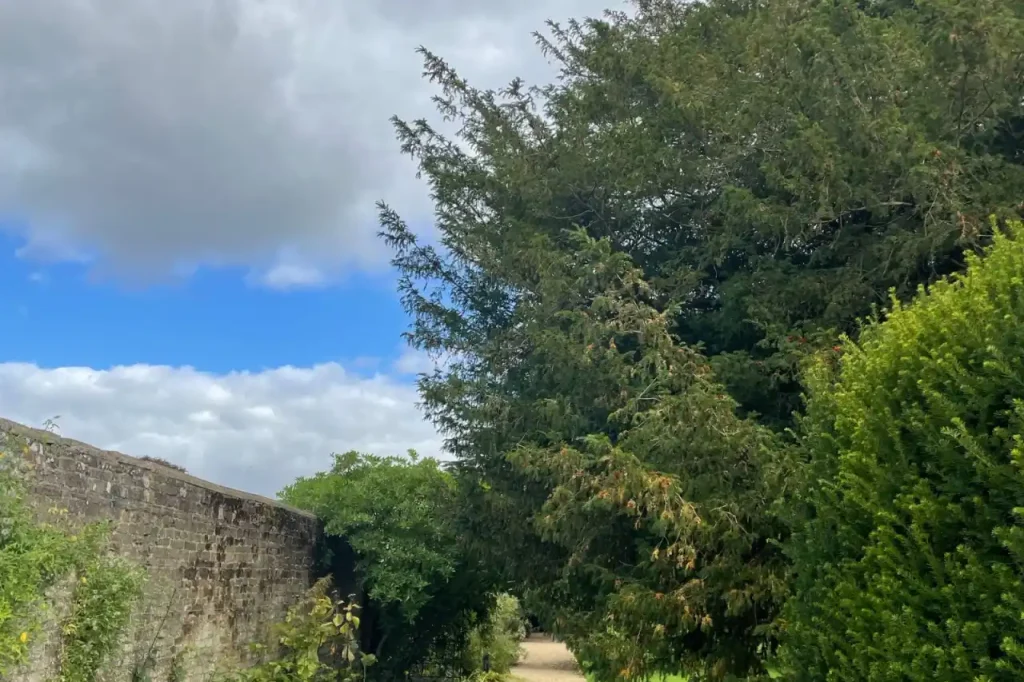Garden walkway flanked by trees