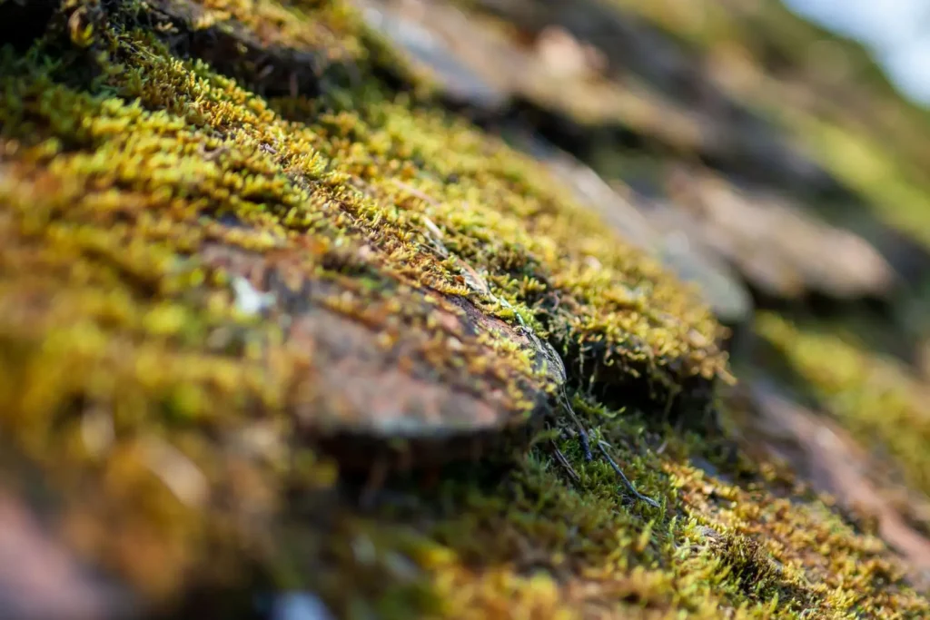 Green moss growing on an old wooden roof