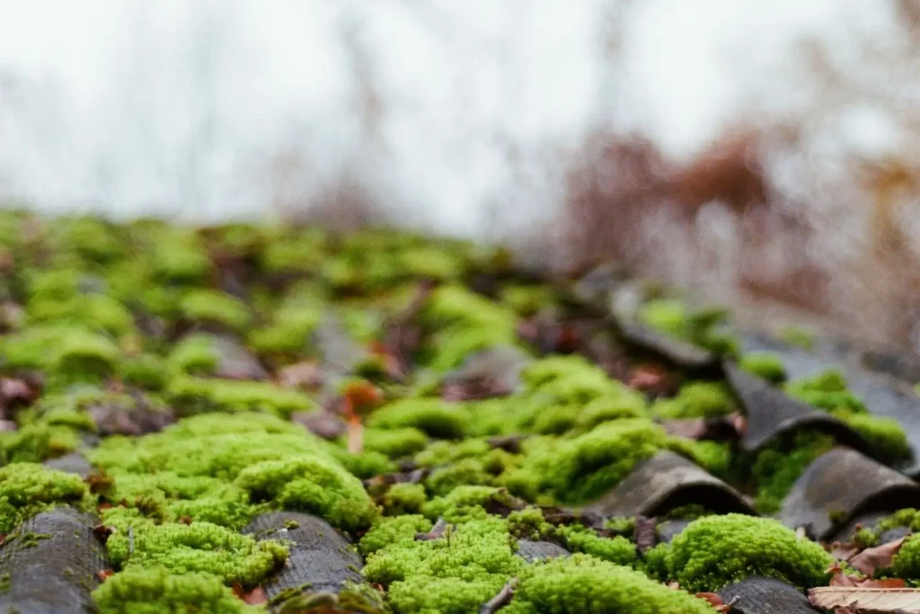 Green moss growing on wavy roof tiles