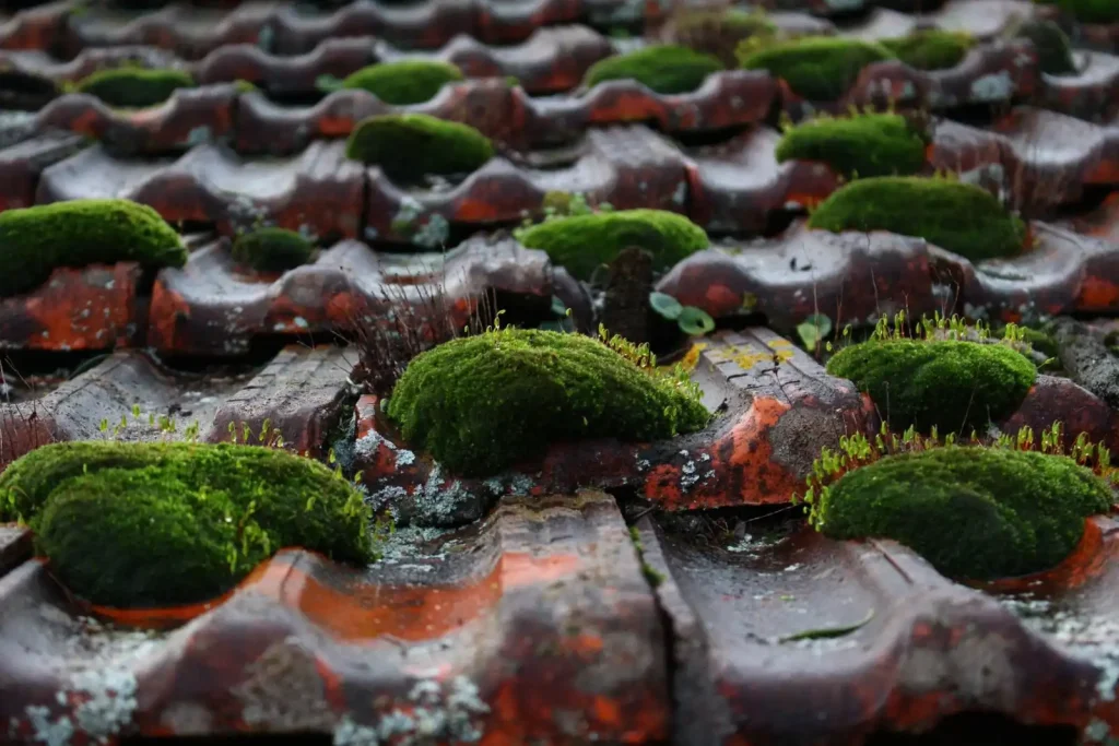 Moss covered clay roof tiles