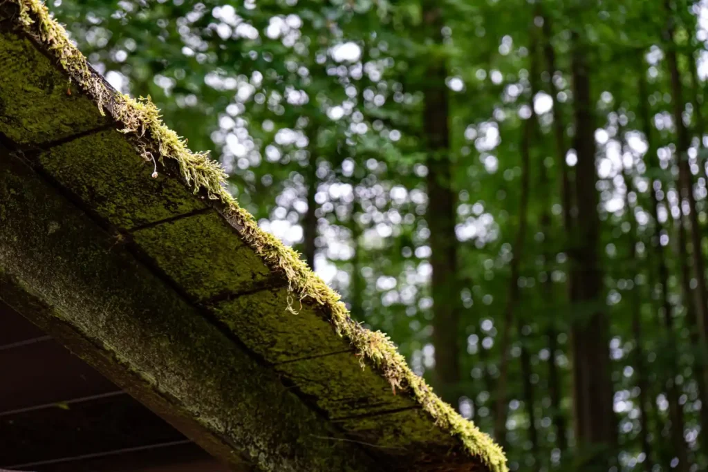 Moss covered roof edge