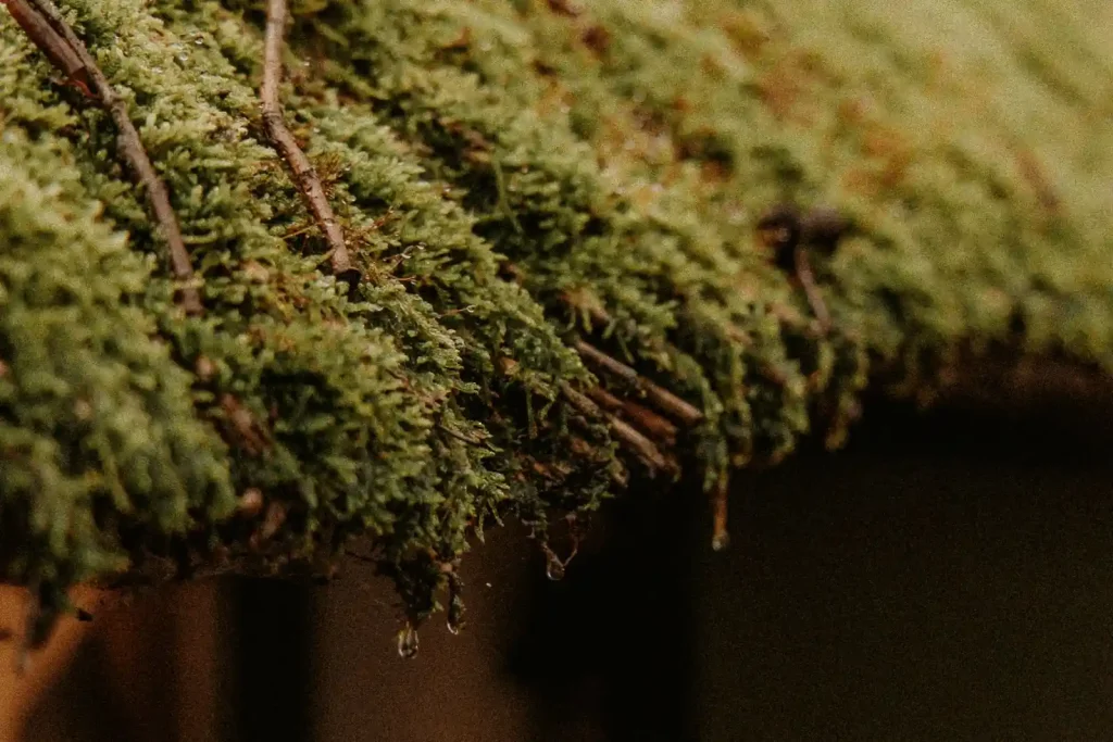 Moss covered roof on a cottage before cleaning