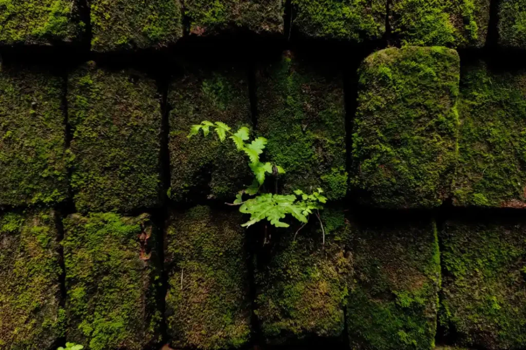 Moss growing on a brick wall