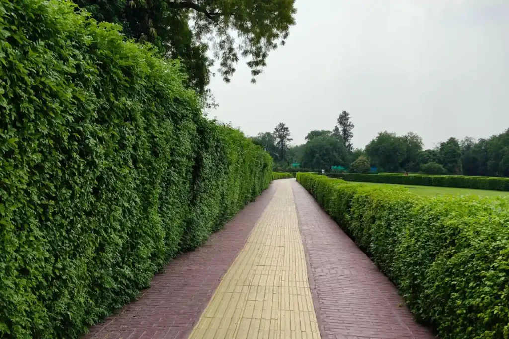 Path lined with green hedges