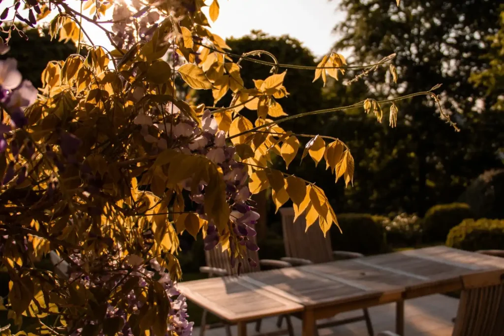 Patio with wooden furniture in golden light