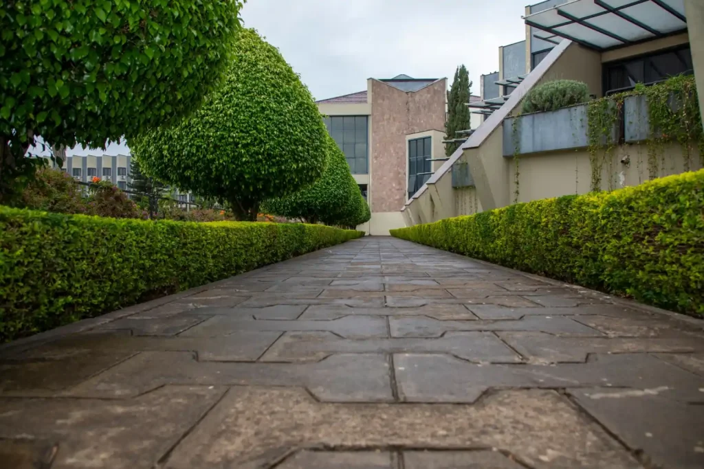 Symmetrical pathway flanked by hedges
