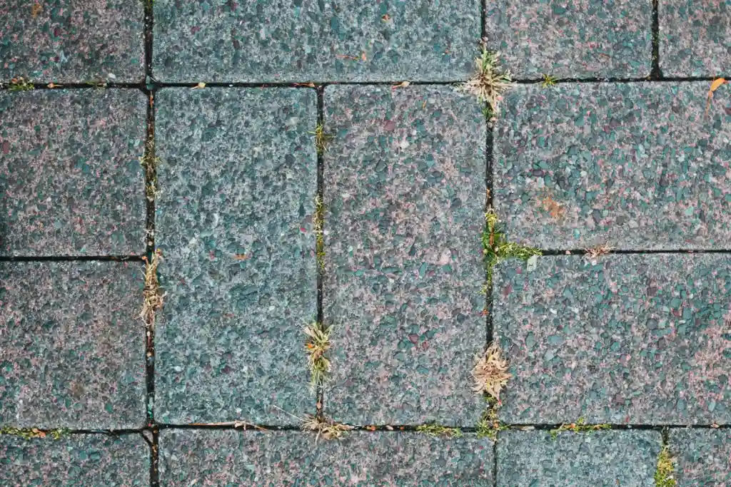 Textured brick pavement with moss