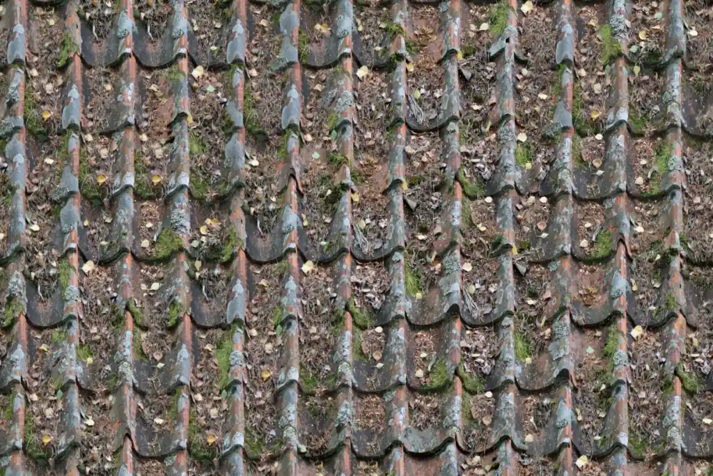 Weathered roof tiles with moss growth