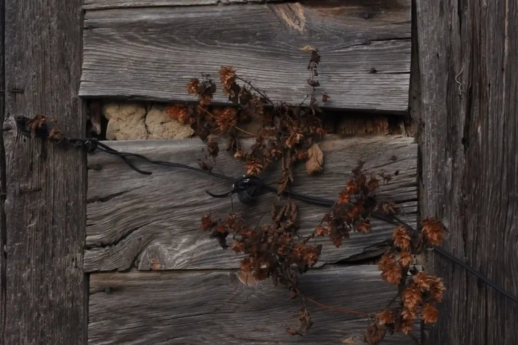 Weathered wooden planks with dry vines