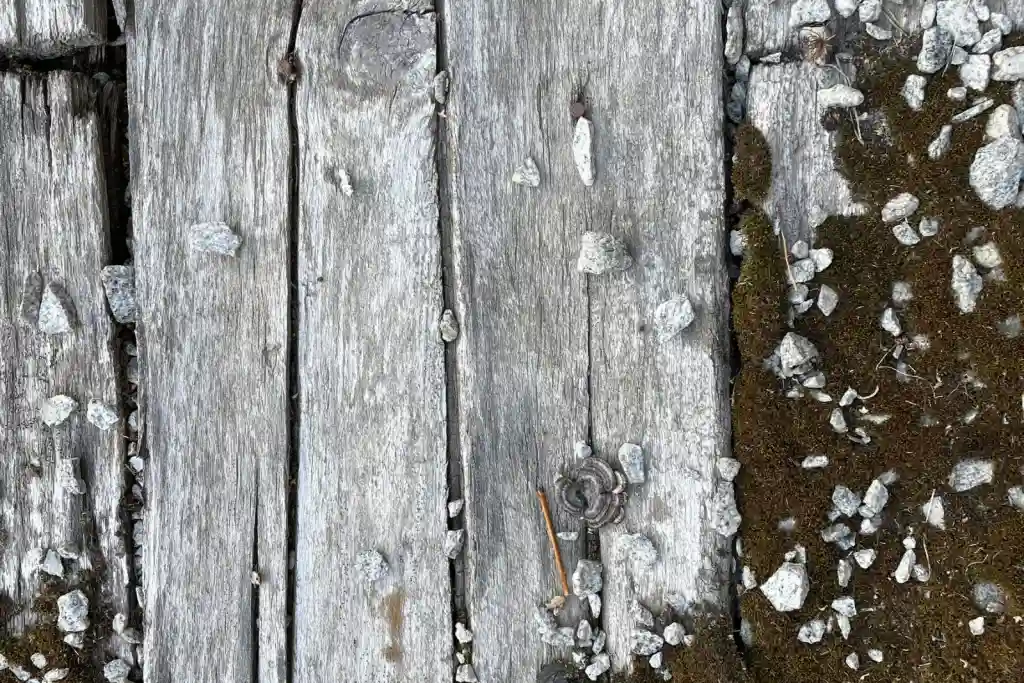 Weathered wooden planks with moss growth