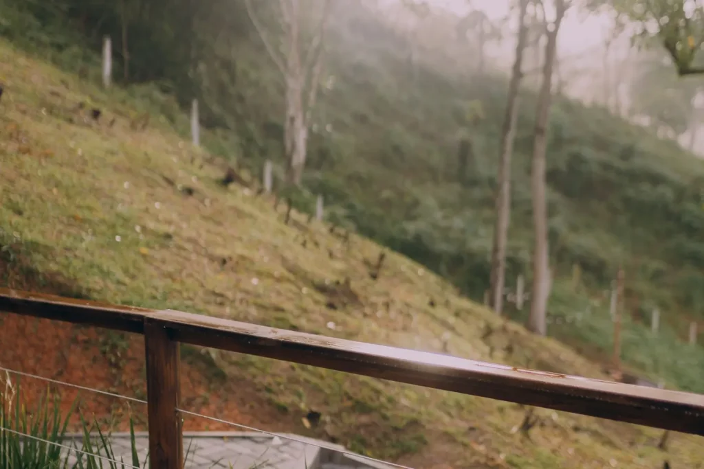 Wooden deck overlooking woodland